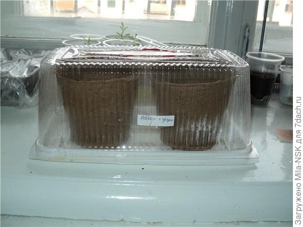 Торфяные стаканчики с огурцами в коробке из-под торта