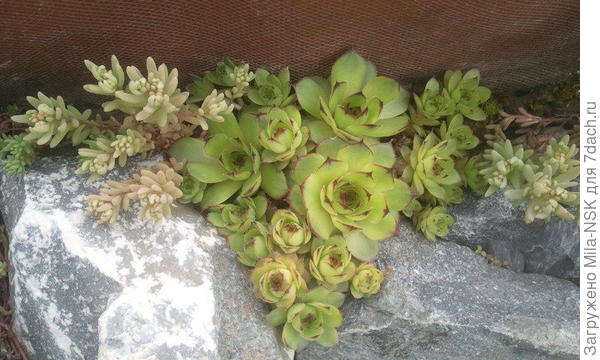 Веселое семейство