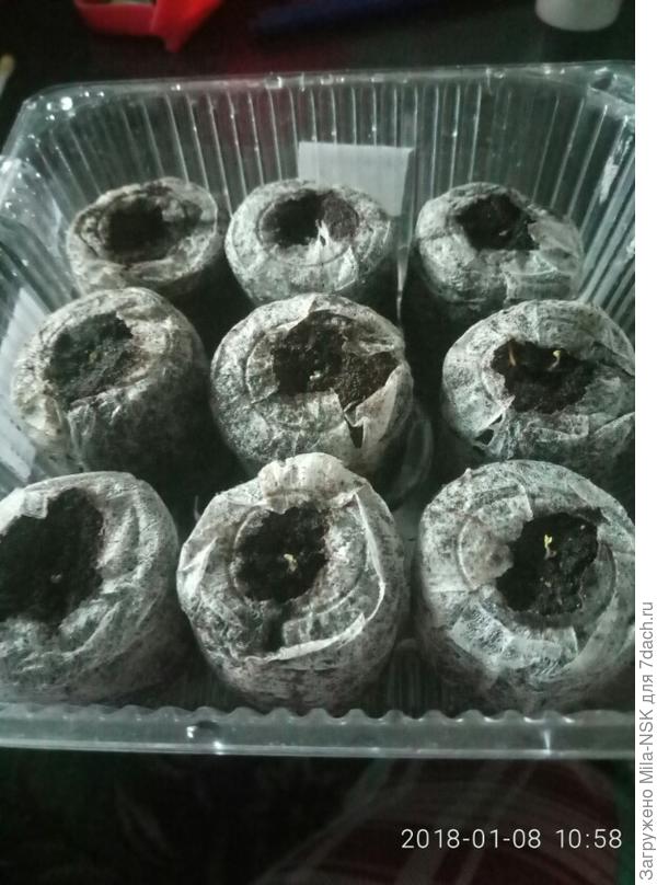 петуньки, посеянные 3 января (не тестируемые)