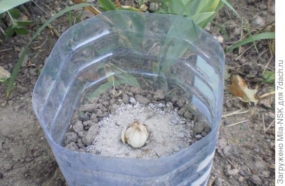 кладу луковичкки (тюльпаны по 3-4, взависимости от размера луковки), засыпаю сверху почвой.