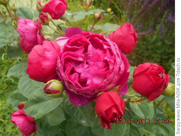 Цветок крупным планом