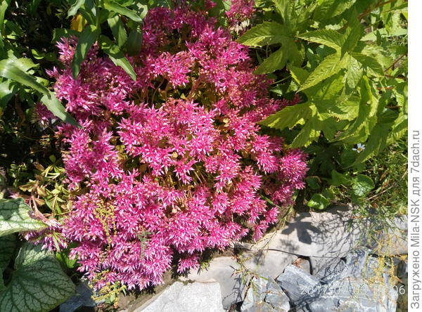 очиток ложный