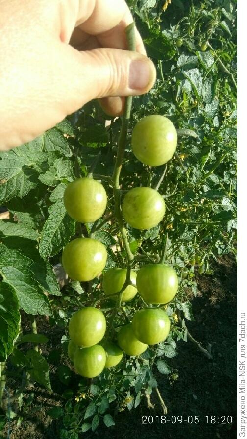 самая &amp;quot;крупная&amp;quot; кисть