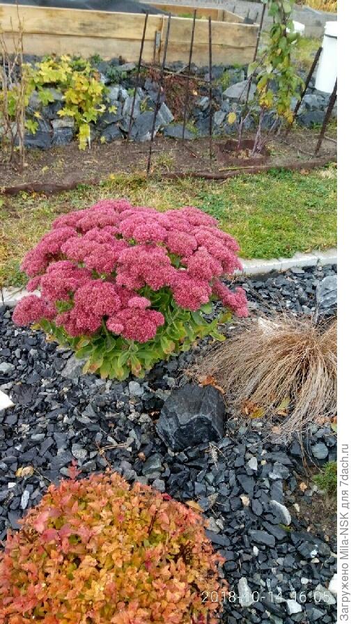 Очиток видный