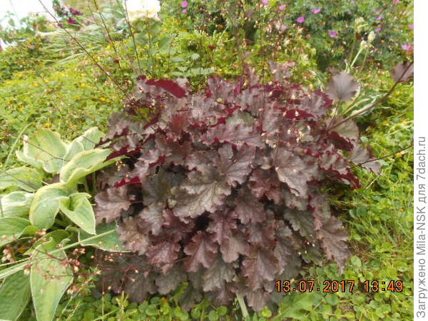 Фростед виолет