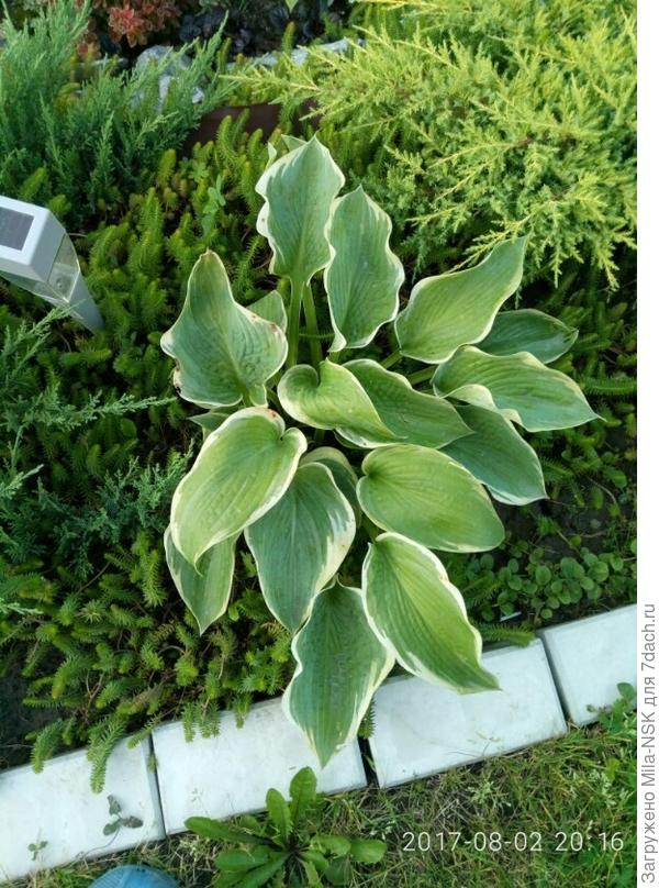 очиок отогнутый с хостой и можжевельником