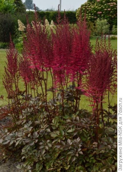 Майти чоколетт черри