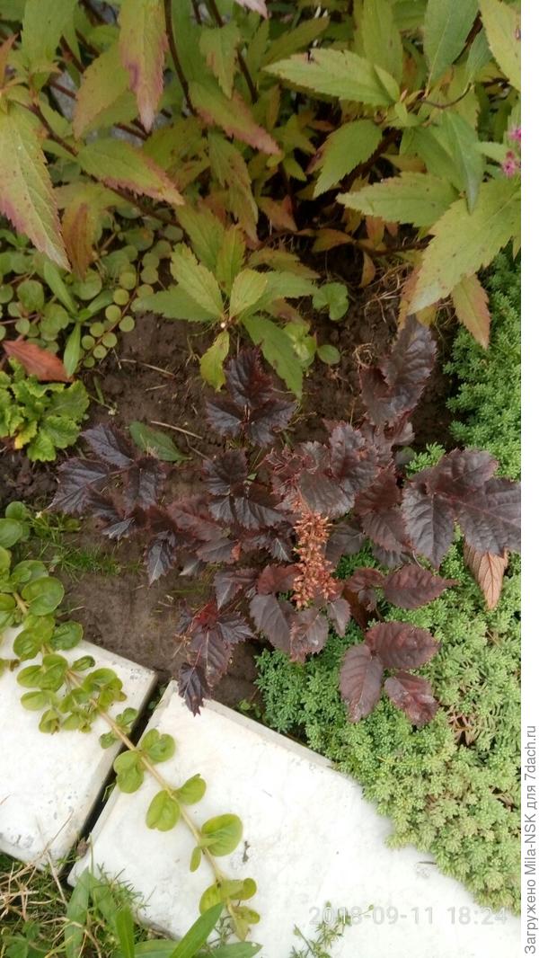 астильба Чоколат сёгун - первогодочка