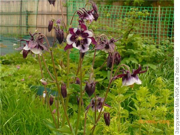 Моя единственная и неповторимая, выращенная из семян