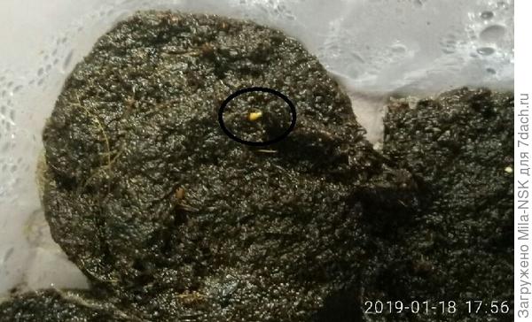 В этой таблетке тоже...