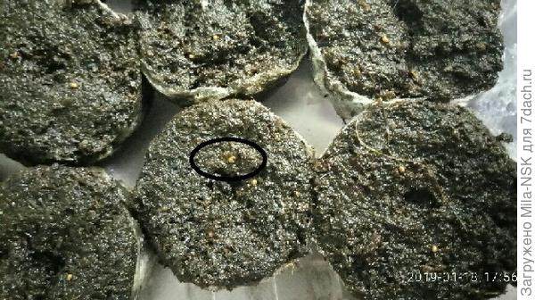 таблетка в центре, в ней кружком обведено семечко... мне кажется, что так показался &quot;хвостик&quot;