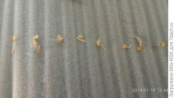 Пинцетиком вытащила их из бумаги, на корешочках кое-где бумажка осталась... ничего страшного