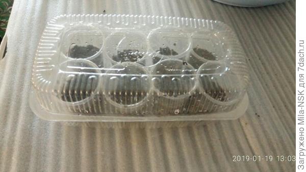 и в &quot;парничке&quot;