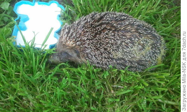 Вытащила его, положила на травку, дала молочка... А он обсох и убежал.