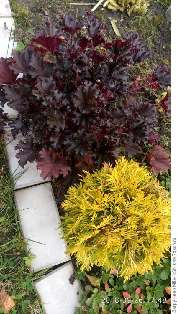 Туя Голден глоуб и гейхера