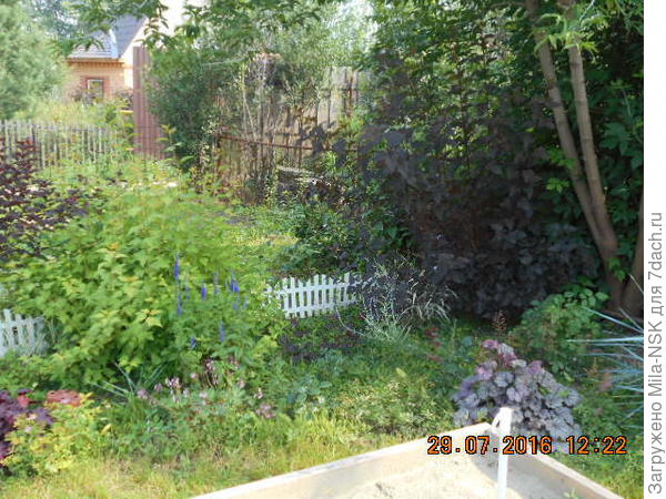 Вид на правую часть.  В правом углу пузыреплодник Диаболо. Клен. который возле него виднеется, прошлым летом спилили