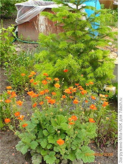 очаровательная парочка была