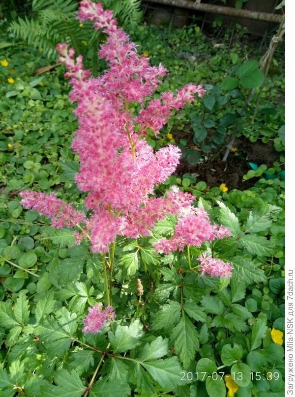 Суперба возле водоема в 2017 г. Посажена первый год.