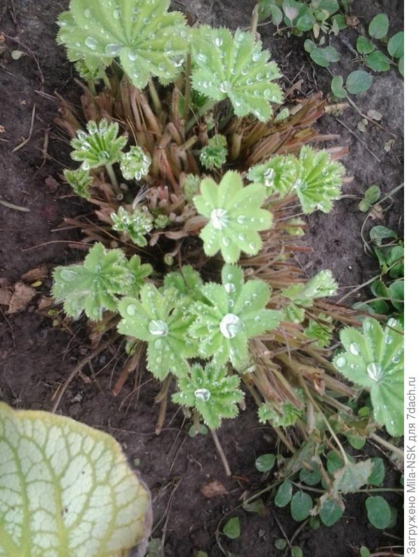 август- отрастаем