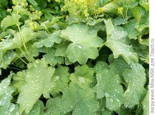 Во всей красе- июль