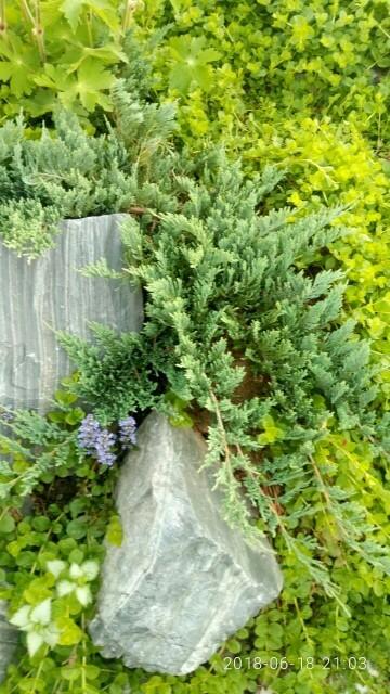 Можжевельник айс Блю