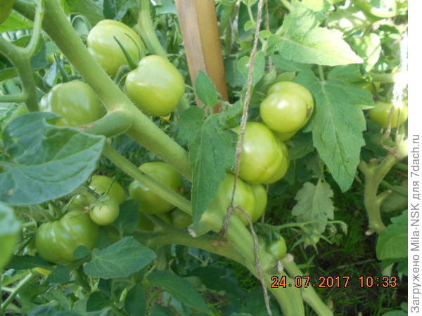 Куст конец июля