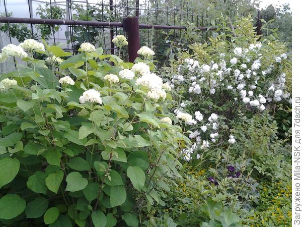 Вот здесь Анабель начинает уже цвести (конец июня), справа в углу видно Супербу, она еще только начинает выпускать цветоносы.