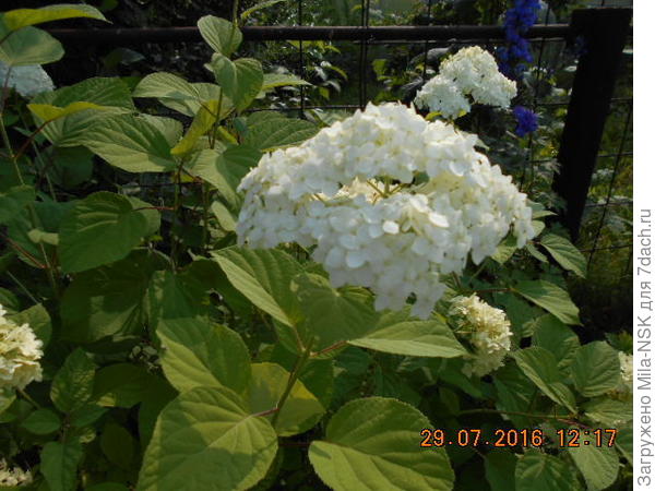 Шапка Анабель