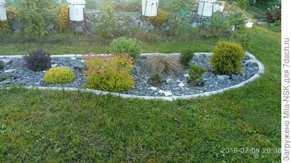 Вот здесь посерединке повыше Голден Принцесс, а левее, плюха-Голден карпет