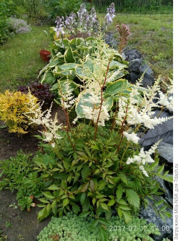 Первогодочка