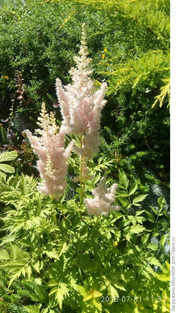 А эта вообще красотка! Лук эт ми... Цветы цвета топленого молока.