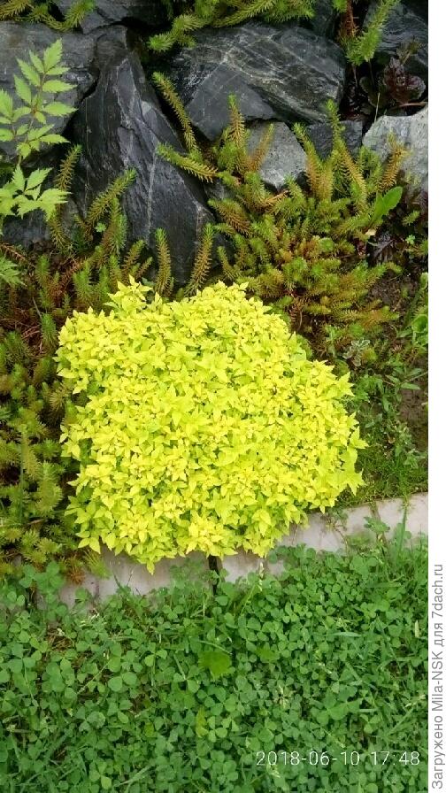 Еще одна &amp;quot;плюшка&amp;quot; - Мэджик карпет