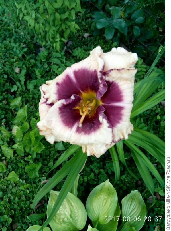 Тоже первогодочка был в 2017г