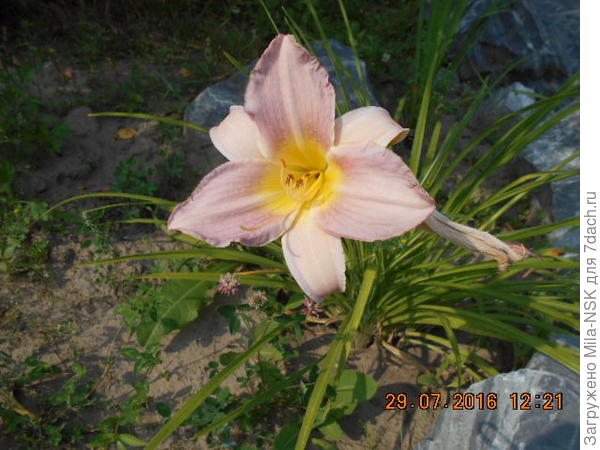 Первогодочка