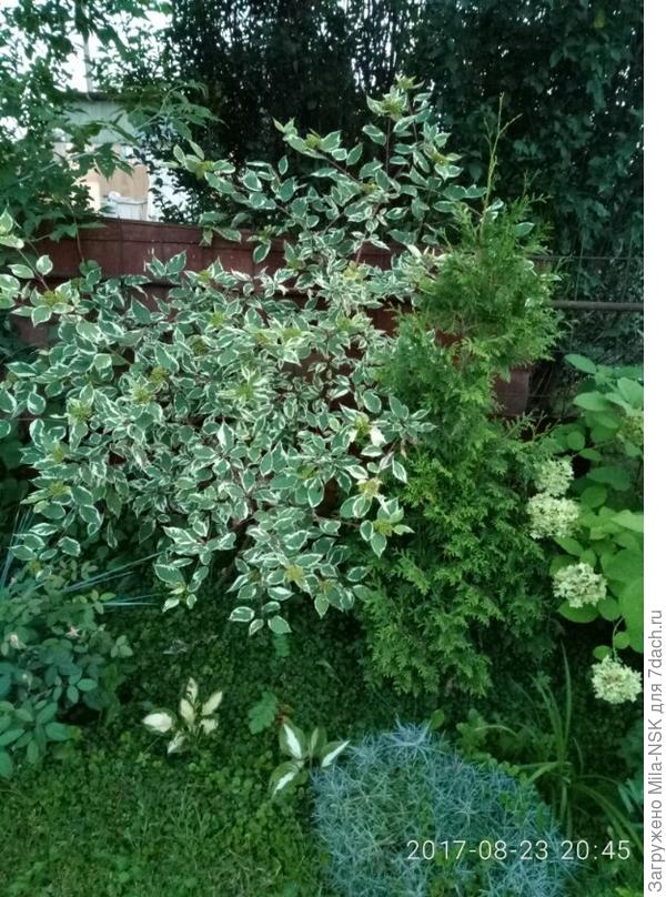 Она прекрасно сочетается с лиственными деревьями и кустарниками и &amp;quot;разбавляет&amp;quot; их