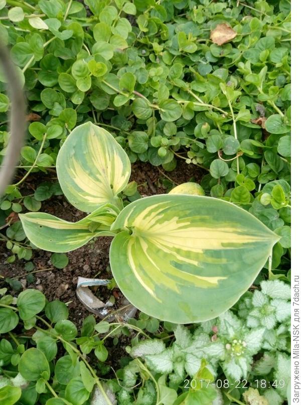 Почвопокровники: вербейник монетчатый и в правом нижнем углу яснотка