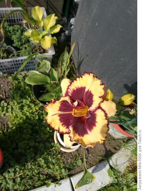 Этот не дождался пересадки, так и зацвел в горшке