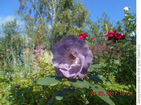 Это июльский цветок в конце цветения, почти голубой становится