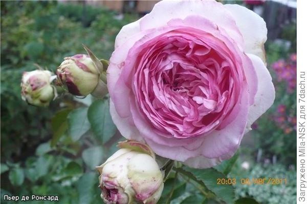 Вот это он в начале августа 2011, вторая волна цветения