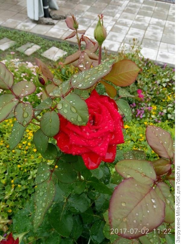 Бургунд. Начало июля-2017