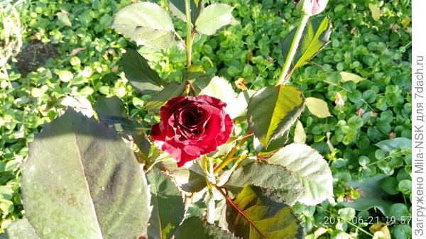 Бургунд. Июнь-2017, начало цветения