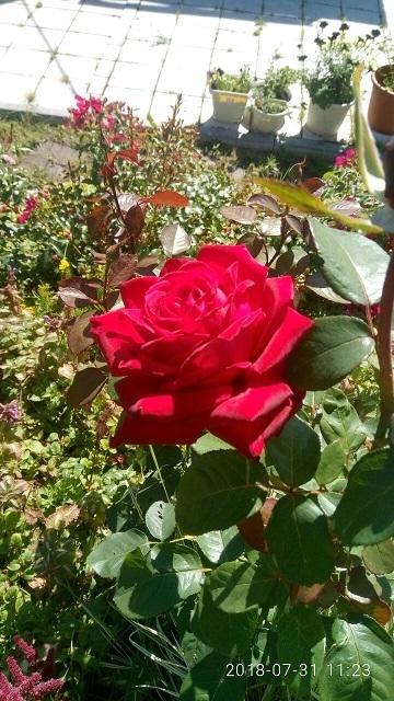 31 июля-2018 и так до самого конца сентября