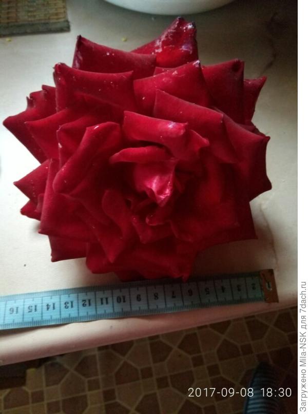 Размер цветка