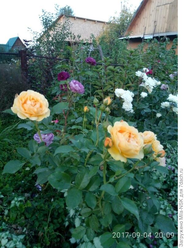 вот моя компания... Слева еще розовая Квин оф шведен сидела