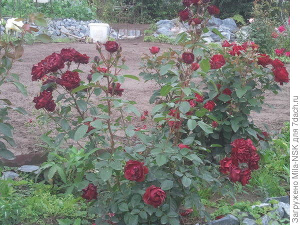 куст, вид сбоку