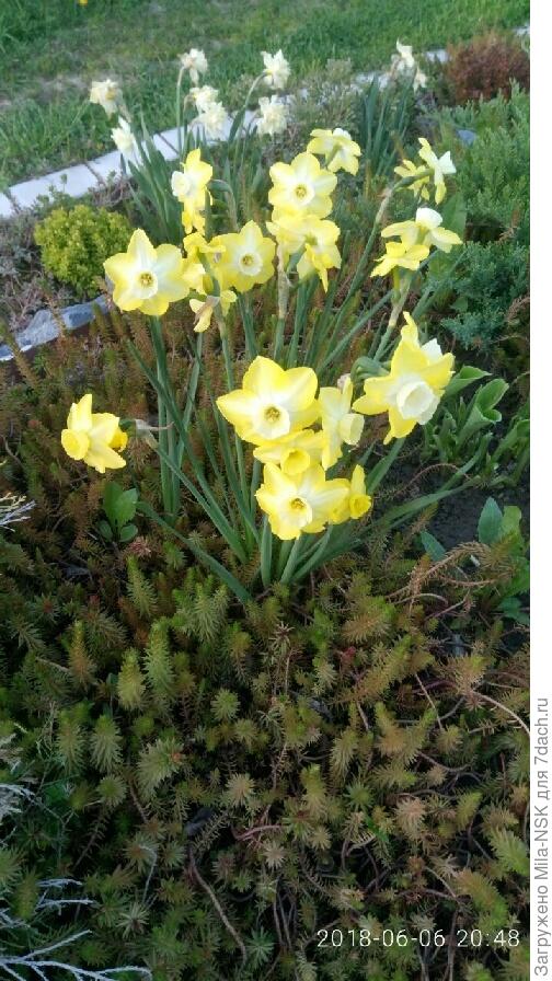 нарциссы там же