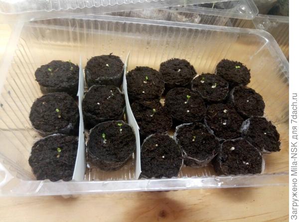 Ну а это мои &quot;плантации&quot; петуний! Есть и прошлогодние оставшиеся семена из теструемых, есть мои покупные прошлогодние, есть мною собранные от гибридов. Решила посмотреть, что из них вырастет.