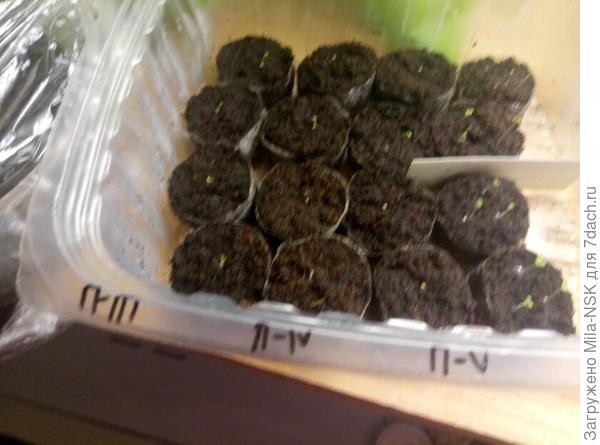 Еще одна плошка с петуньками.