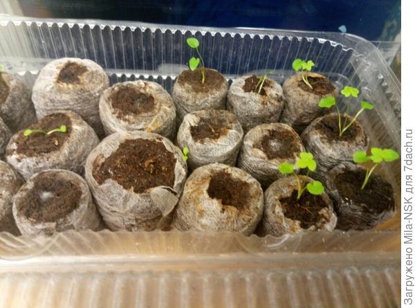 Дельфики от Аэлиты. Из 26 посеянных пока вот так...