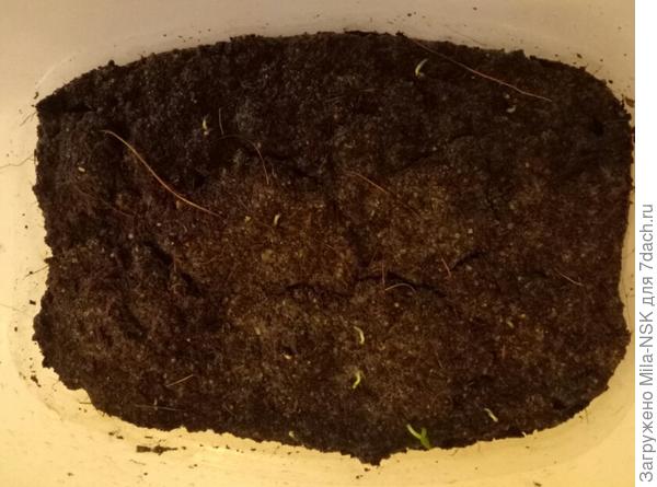 проростки-червячки примулы